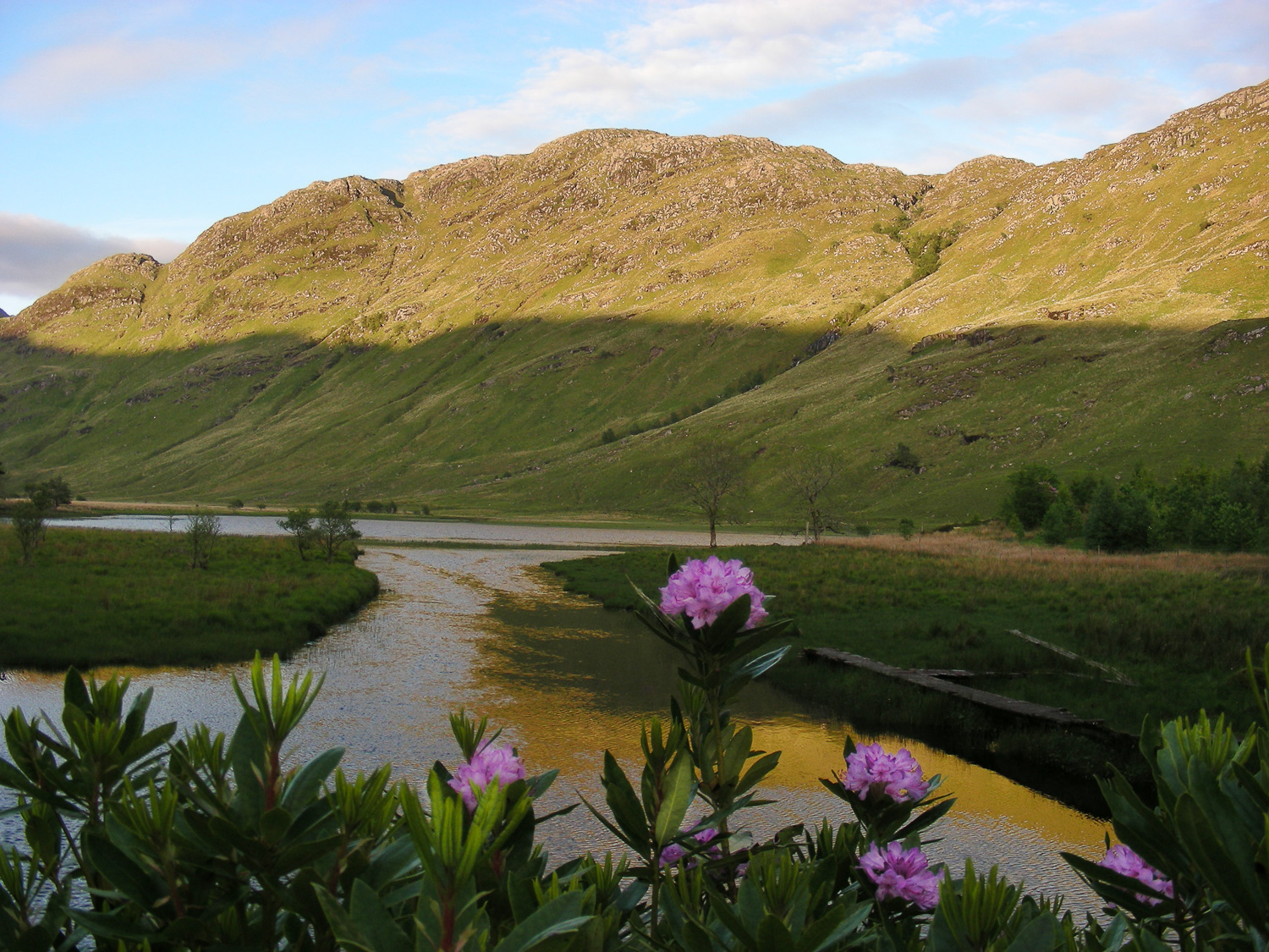 Bloeiende rodondendron op de voorgrond en in de schaduw, de zon schijnt nog net op de heuvels aand e overkant van het water.