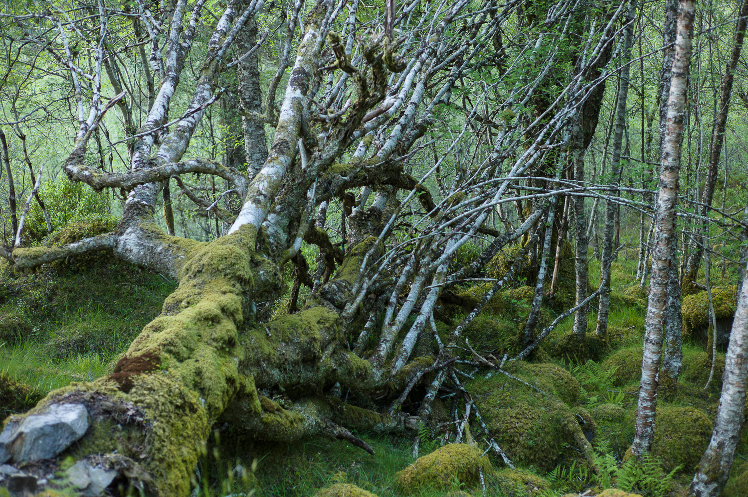 Half omgevallen berkenbomen met mos begroeid.