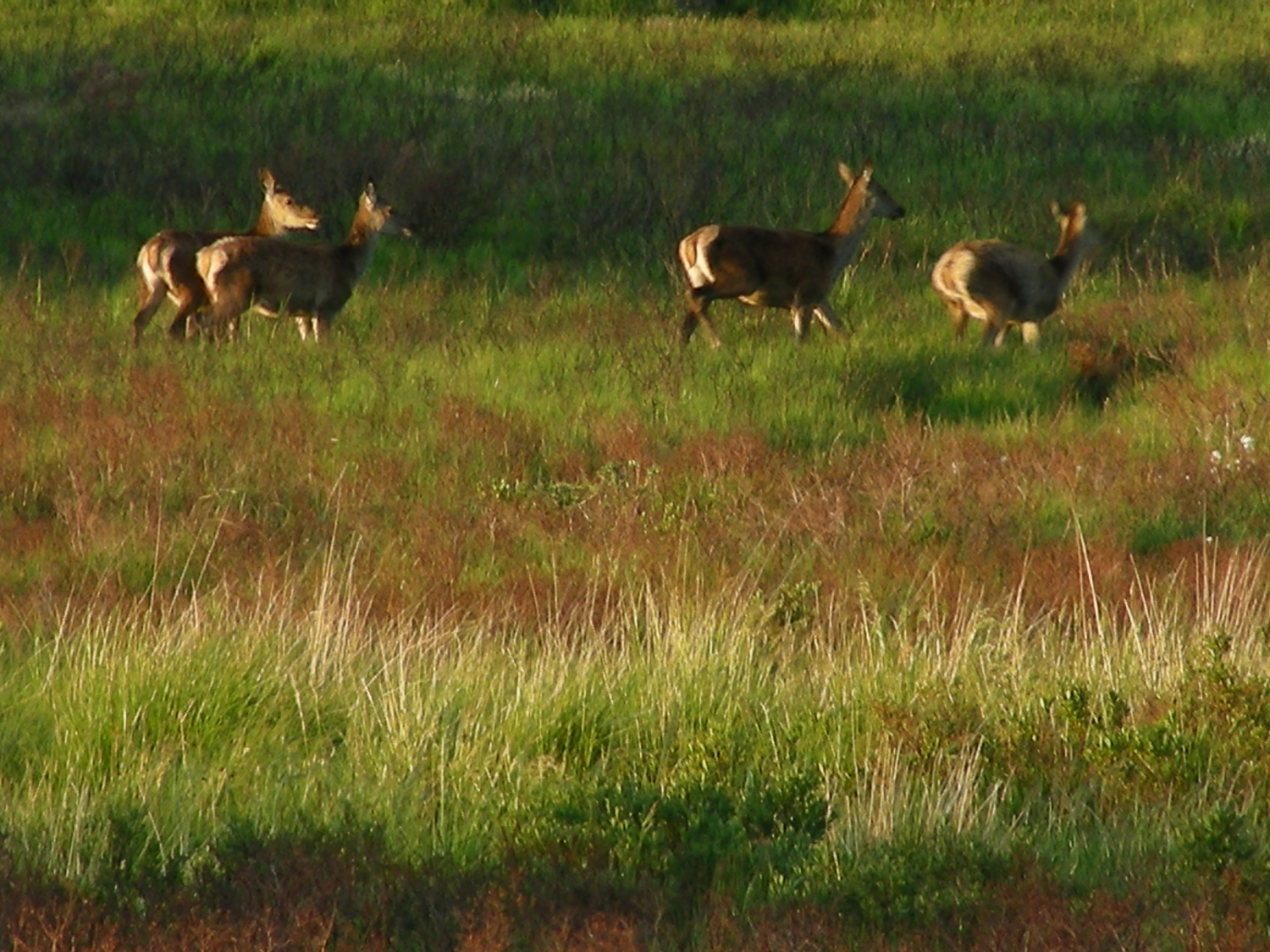 Vier herten, schuin van achteren gezien.